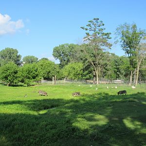 Donkey/Waterfowl Exhibit