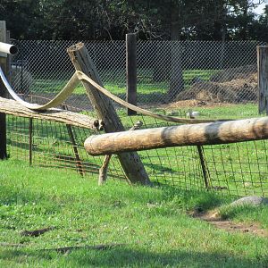 Donkey Exhibit - Dilapidated Fence