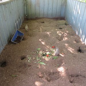 Black-tailed Prairie Dog Exhibit
