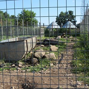 Grizzly Bear Exhibit #1
