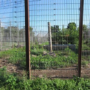 Grizzly Bear Exhibit #2