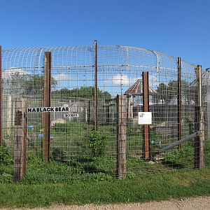 American Black Bear Exhibit