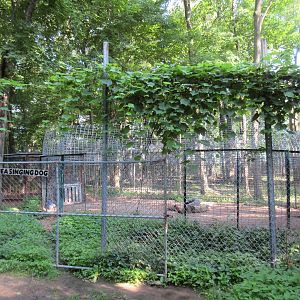 New Guinea Singing Dog Exhibit