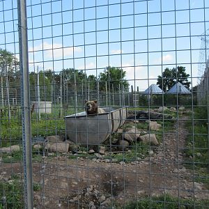 Grizzly Bear Exhibit #1