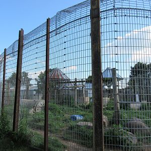 American Black Bear Exhibit