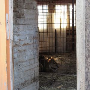 African Lion (in temporary holding cage for the next month)