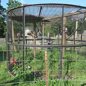 Ring-tailed Lemur Exhibit