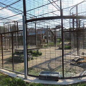 Various Tiger Exhibits