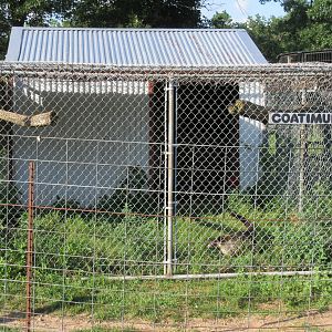 Coati Exhibit