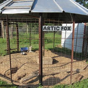 Arctic Fox Exhibit (where is the letter "C"?)