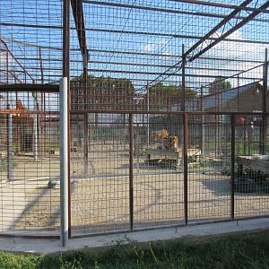 Various Tiger Exhibits