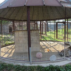Tiger Exhibit (a juvenile)