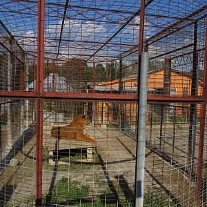 'Liger' Exhibit (small and empty of enrichment)