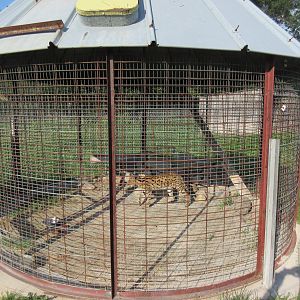 Serval Exhibit