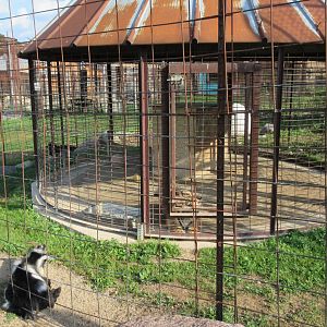 Juvenile Tiger + Domestic Goat