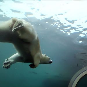Feb. 2018 - North America - Polar Bear Overtop Underwater Viewing