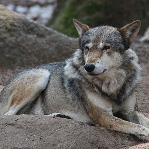 European wolf