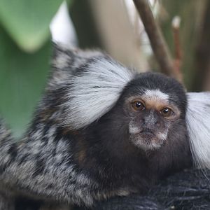 Marmoset