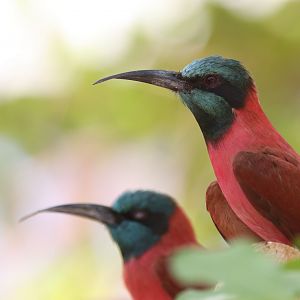 Carmine bee-eater