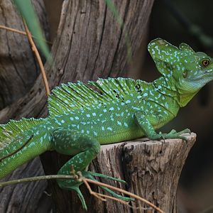 Plumed Basilisk