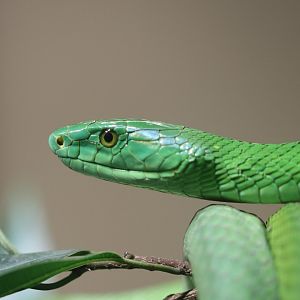 Green mamba