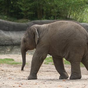 Asian elephant