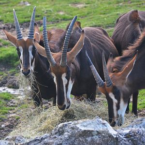 Southern Sable Antelope at Beauval, 12/06/18