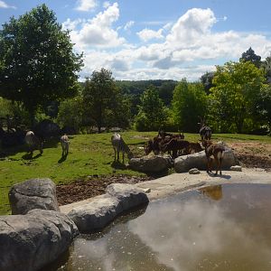 Southern Sable Antelope and Grevy's Zebra at Beauval, 12/06/18