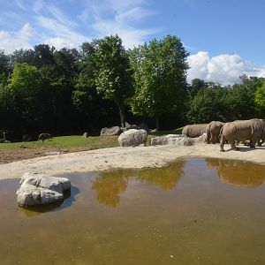 Savannah Paddock with White Rhinos at Beauval, 12/06/18