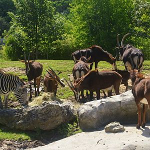 Southern Sable Antelope and Grevy's Zebra at Beauval, 12/06/18