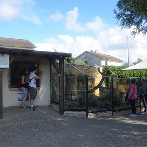 Meerkat Enclosure at Beauval, 12/06/18