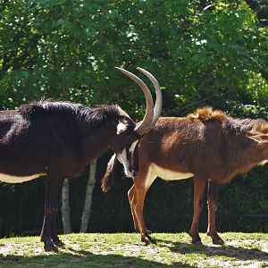 Southern Sable Antelope at Beauval, 12/06/18