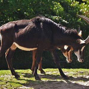 Southern Sable Antelope at Beauval, 12/06/18