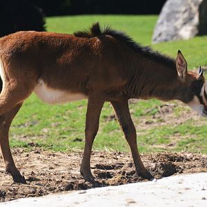 Southern Sable Antelope at Beauval, 12/06/18