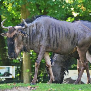 Brindled Gnu/Common Wildebeest at Beauval, 12/06/18