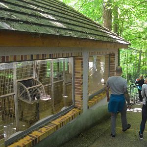White Tiger Enclosure at Beauval, 12/06/18