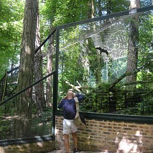 Serval Enclosure at Beauval, 12/06/18