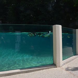 Humboldt Penguin Pool at Beauval, 12/06/18