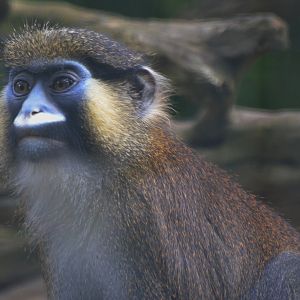 Moustached Guenon at Beauval, 12/06/18