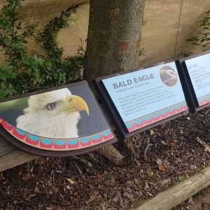 Jul. 2018 - New! Bald Eagle Exhibit