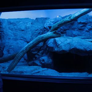 Jul. 2018 - Night Hunters - Second Pallas' Cat Exhibit (Former Fossa/Snow Leopard Exhibit)