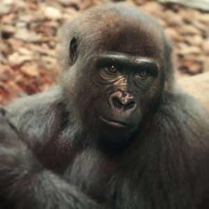 Jul. 2018 - Gorilla World - Gladys