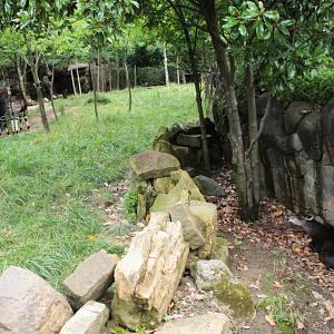 Jul. 2018 - Rhino Reserve - Yellow-backed Duiker + Okapis