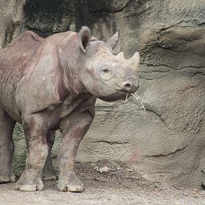 Jul. 2018 - Rhino Reserve - One Year-old Kendi