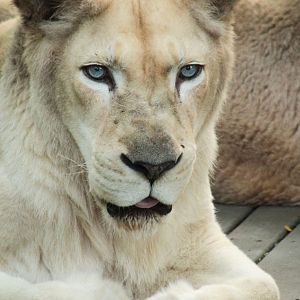 Jul. 2018 - White Lions - Gracious