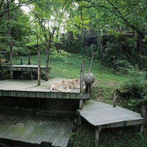 Jul. 2018 - White Lions of Timbavati (Future Ape Exhibit)