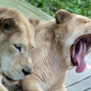 Jul. 2018 - White Lions - Gracious & Prosperity