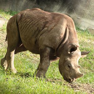 Jul. 2018 - Rhino Reserve - One Year-old Kendi