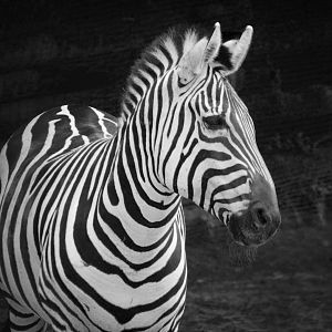 Jul. 2018 - Rhino Reserve - Plains Zebra