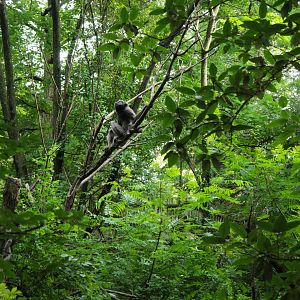 Jul. 2018 - Jungle Trails - Mueller's Gibbon Exhibit